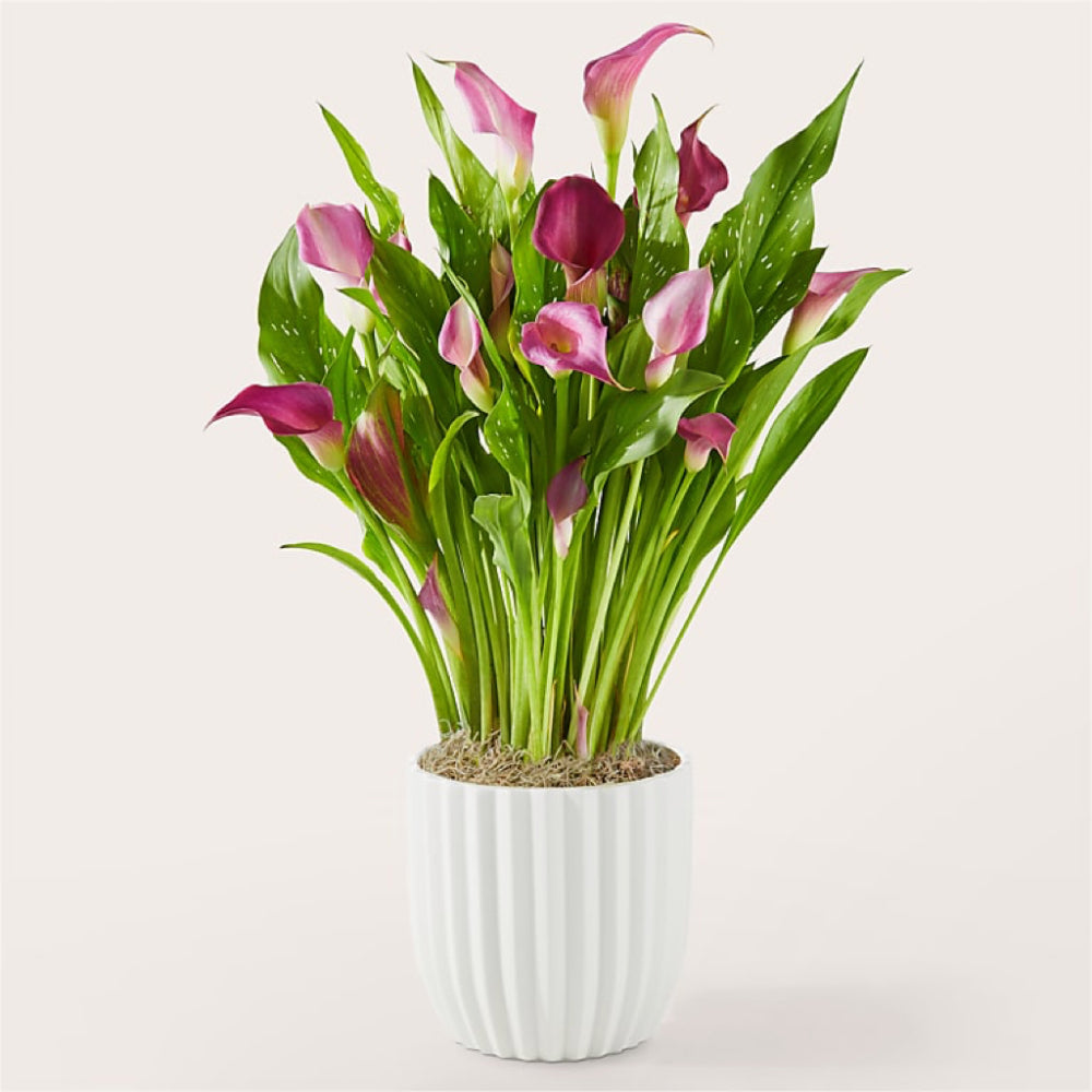Purple Elegance Calla Lily in Ceramic Pot