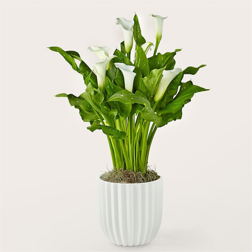 Timeless Grace: White Calla Lily in Ceramic Pot