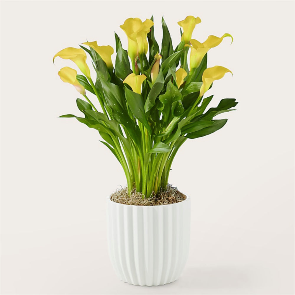Golden Light Calla Lily in Ceramic Pot