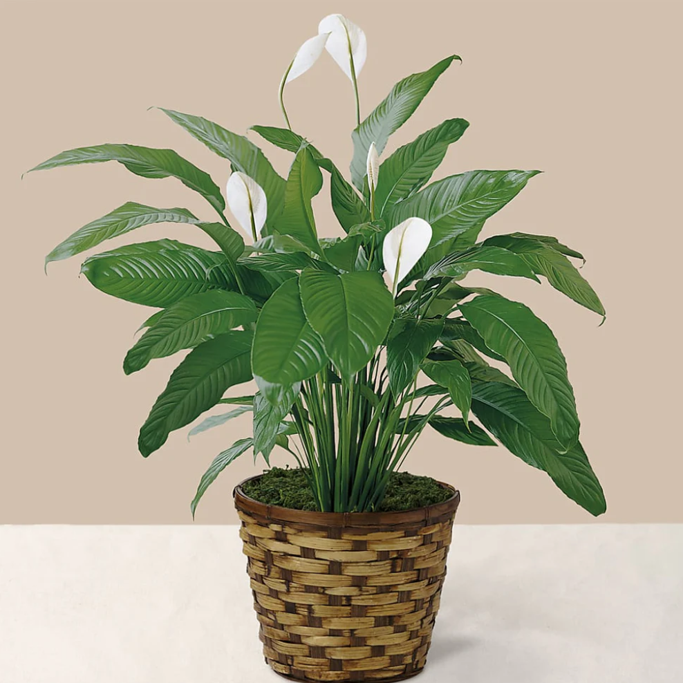 Tranquil Moments Peace Lily Plant