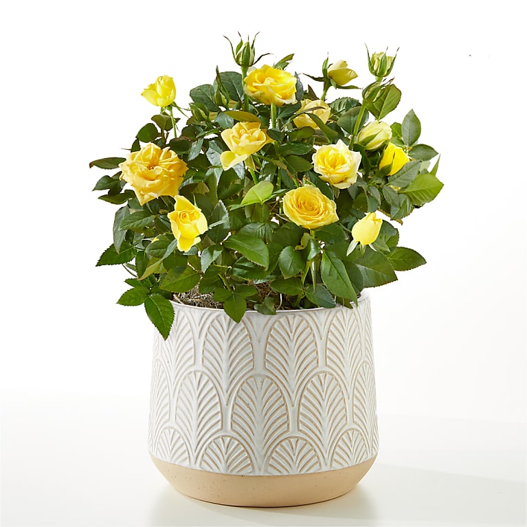Yellow Mini Rose Plant