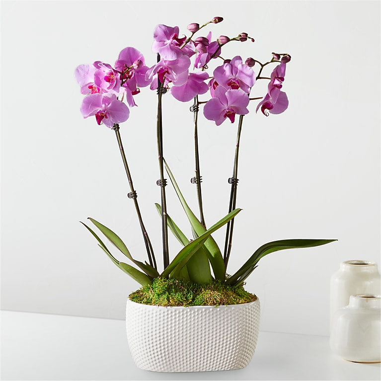 Pink Orchid Garden – Elegant 4-Stem Phalaenopsis in White Ceramic Pot