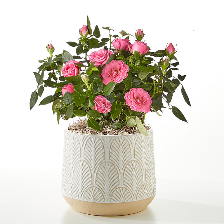 Young Love Pink Rose Plant