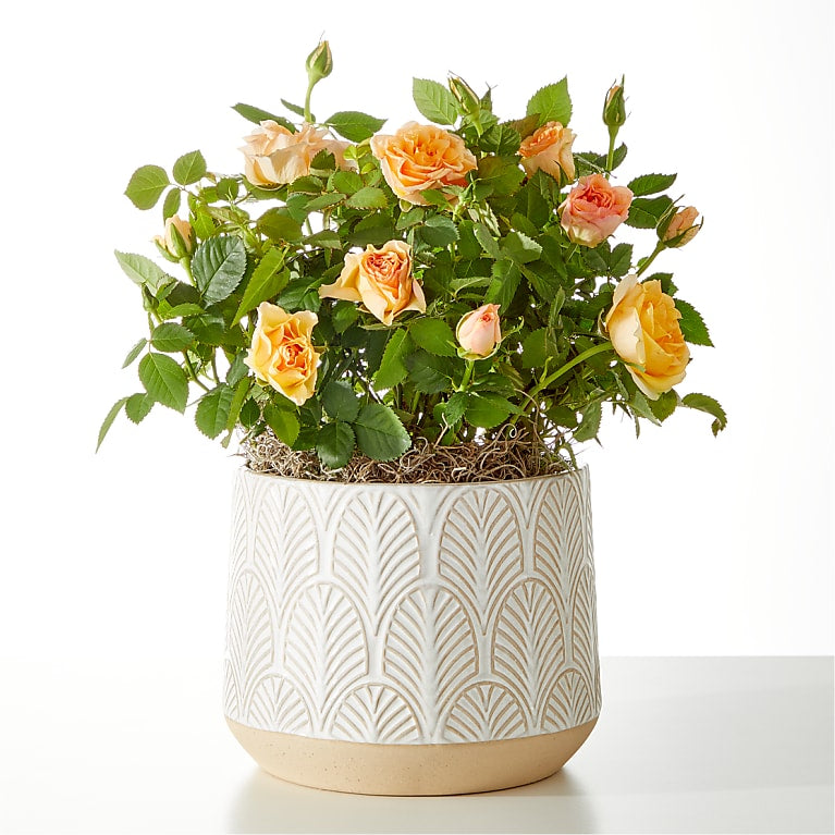 Orange Mini Rose Plant