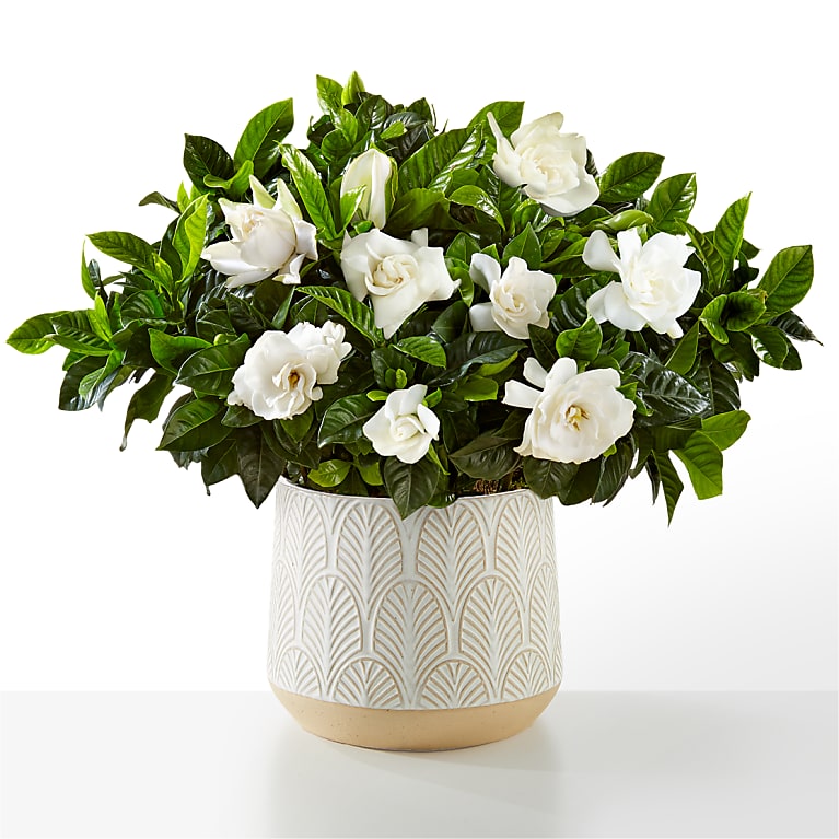 Fragrant Gardenia Plant