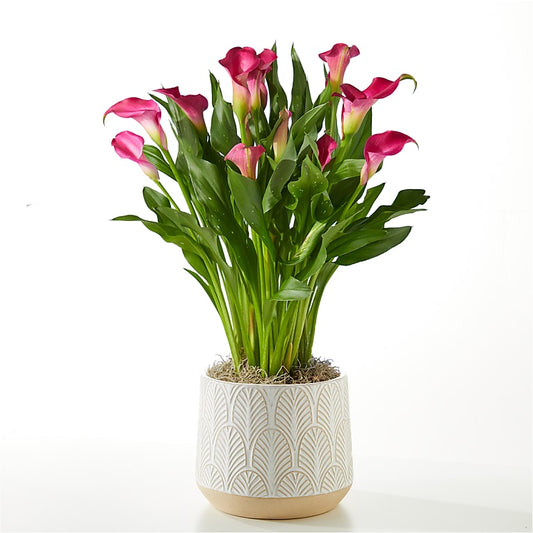 Pink Calla Lily Plant
