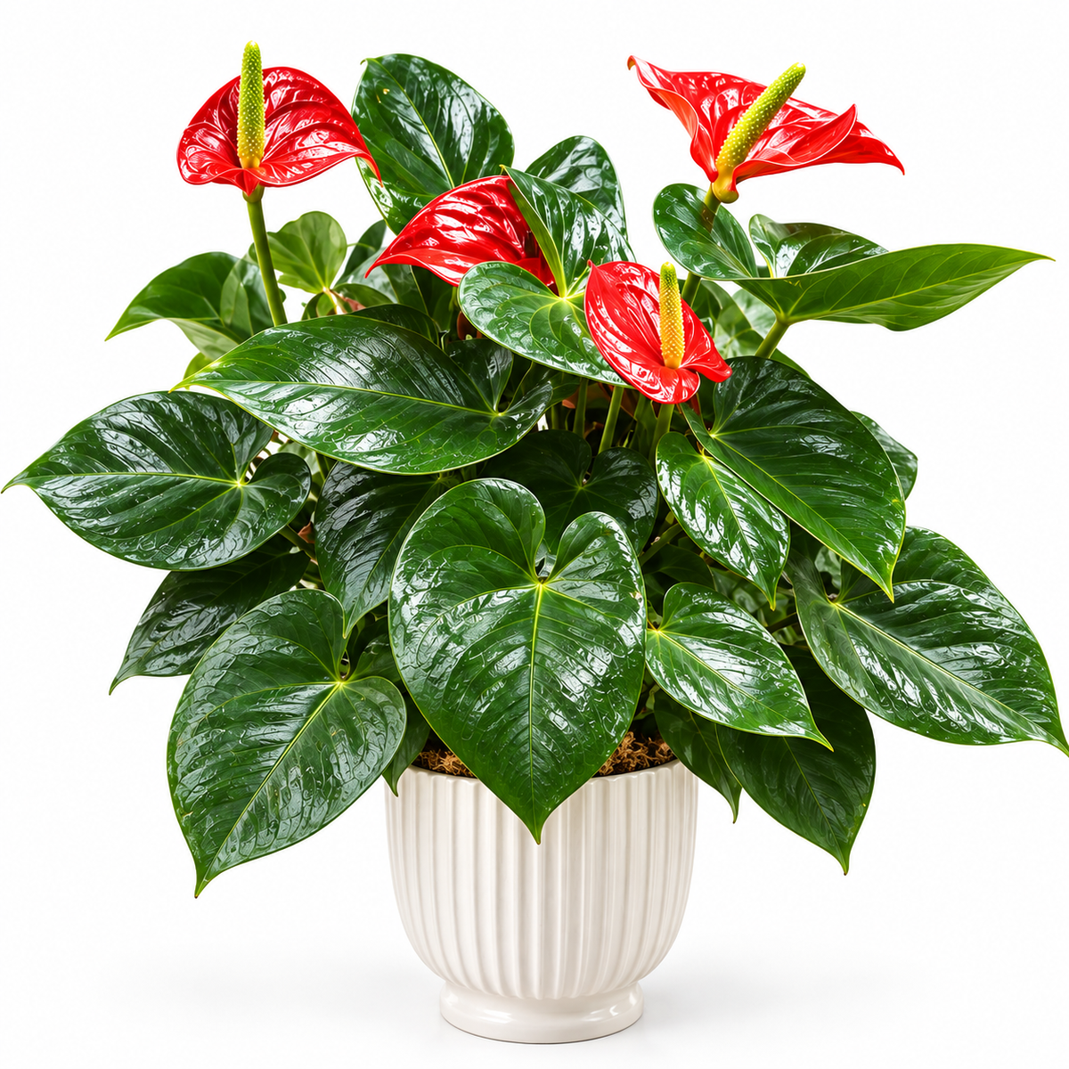 Red Anthurium Plant Delivery | Baldwin Park Florist