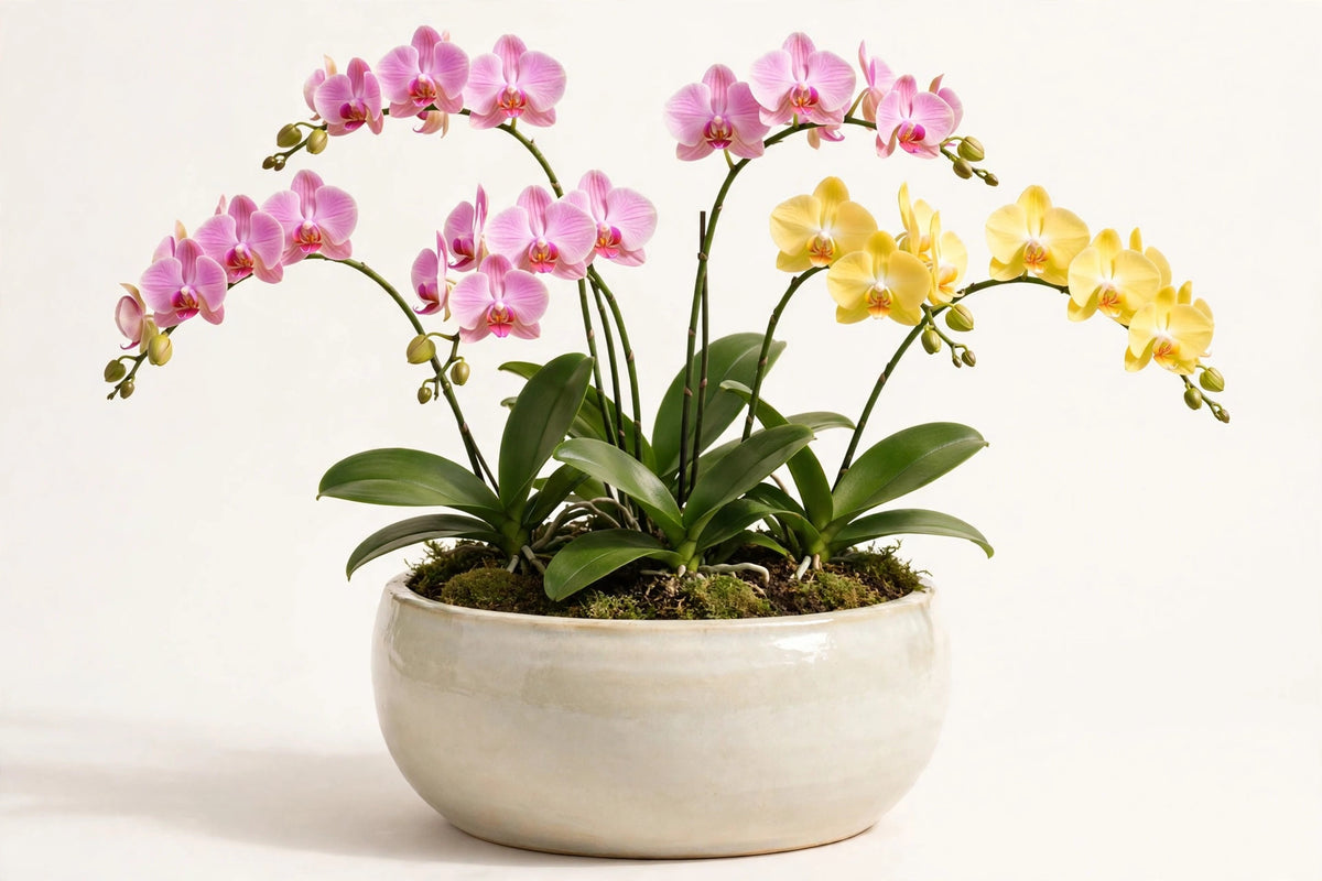 Colorful Orchid Garden – pink and yellow Phalaenopsis orchids in a glazed ceramic planter