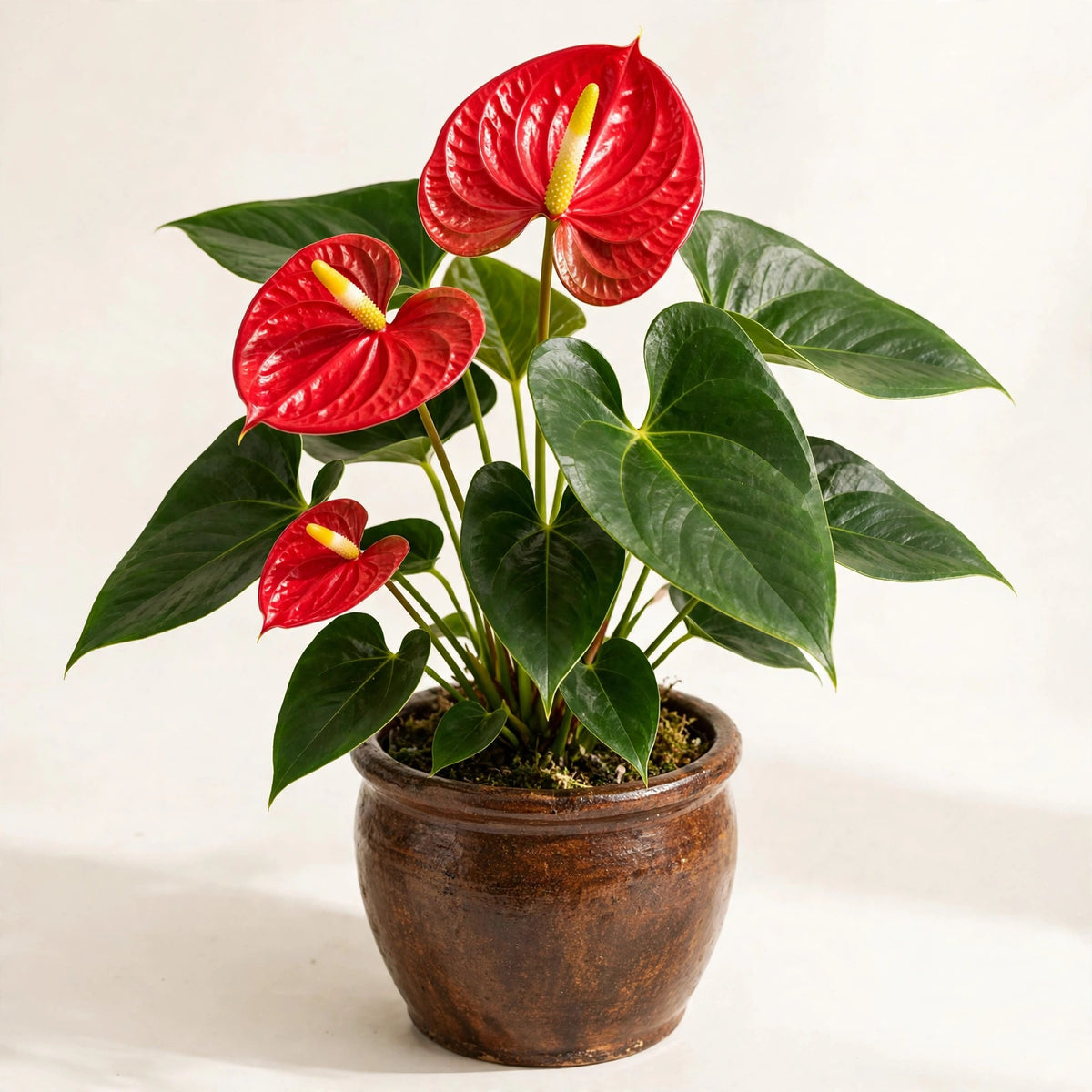 Red Anthurium Plant – blooming red anthurium in a rustic ceramic pot
