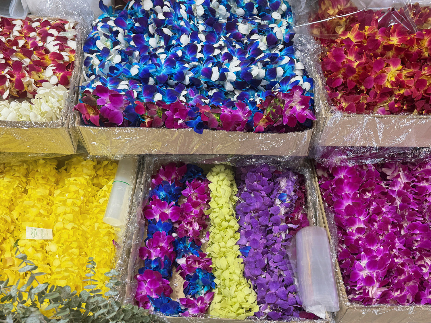 Graduation Orchid Leis