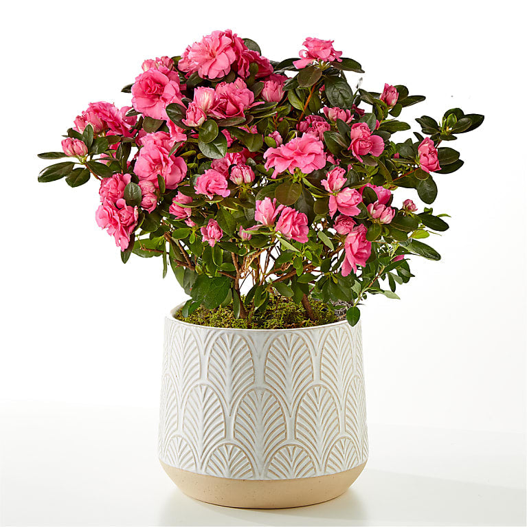 Pink Azalea Plant