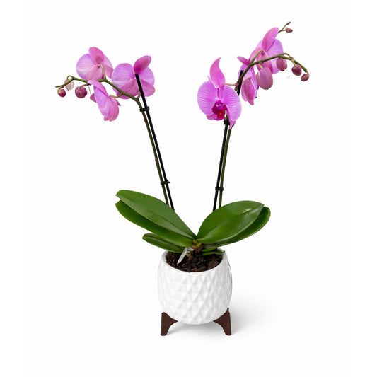Pink Phalaenopsis Orchid in Modern Ceramic Planter