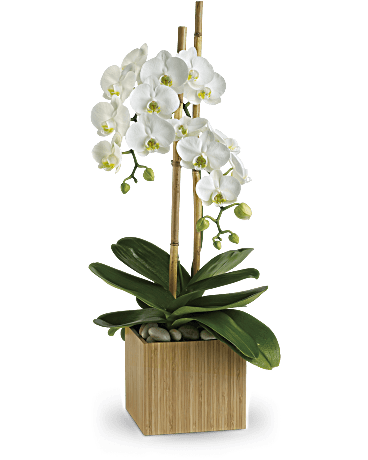 Send Zen. A graceful white phalaenopsis orchid