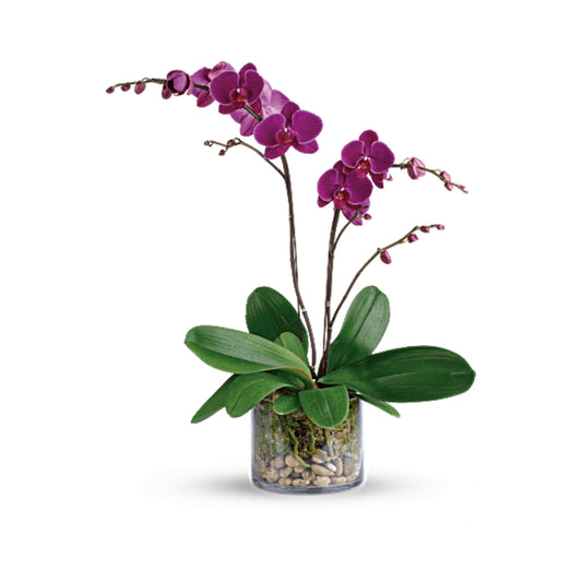 Purple Orchid Arrangement