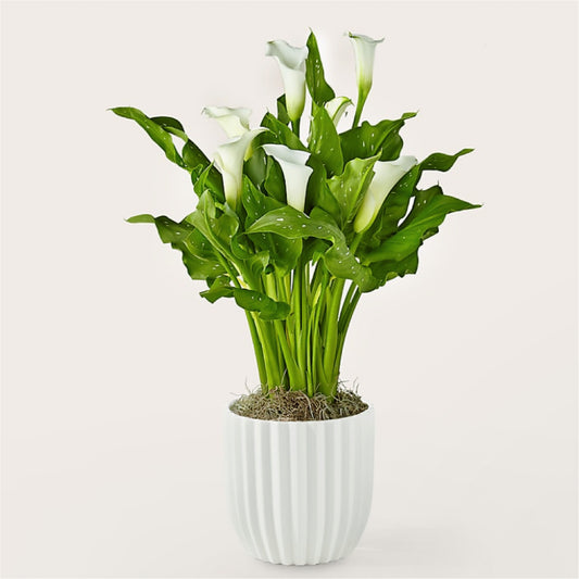 Timeless Grace: White Calla Lily in Ceramic Pot