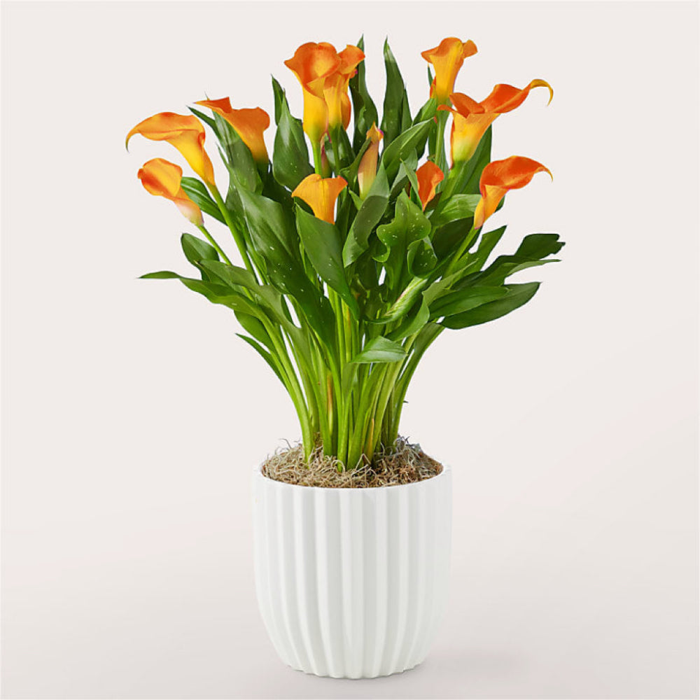 Bright Orange Calla Lily in Ceramic Pot