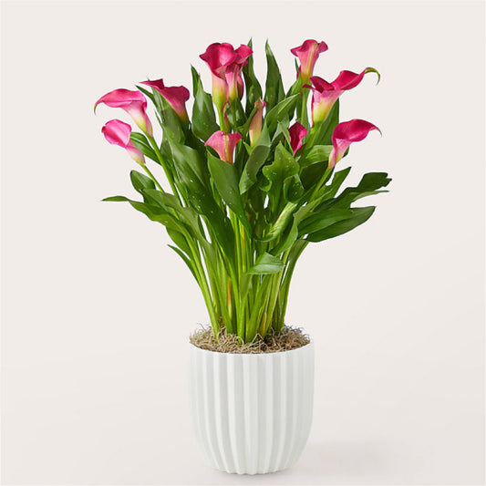 Blush Pink Calla Lily in Ceramic Pot