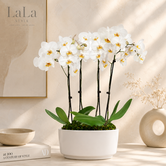 Elegant White Orchid Arrangement