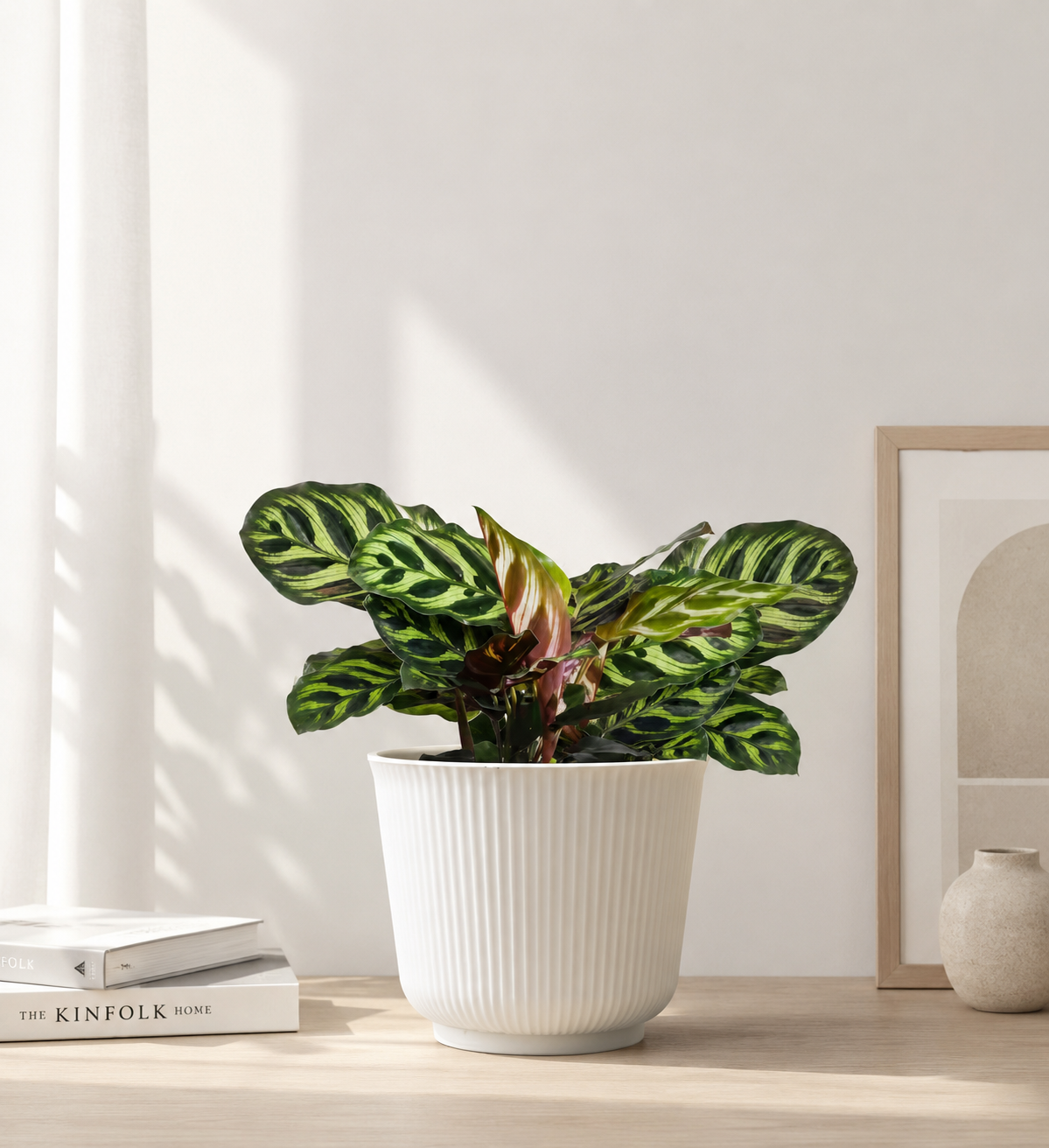 Peacock Calathea Plant in White Pot