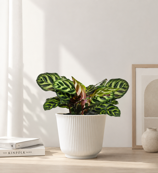Peacock Calathea Plant in White Pot