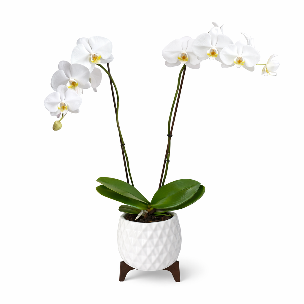 White Orchid Plant – Elegant Ceramic Pot