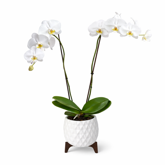 White Orchid Plant – Elegant Ceramic Pot