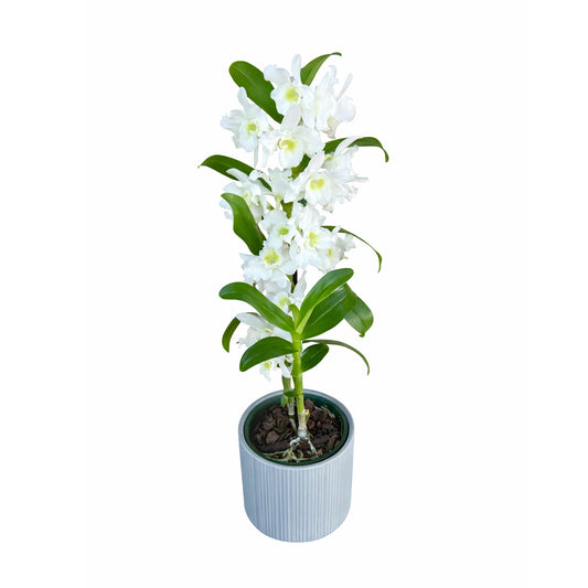 Elegant White Dendrobium Orchid Plant in Ceramic Pot