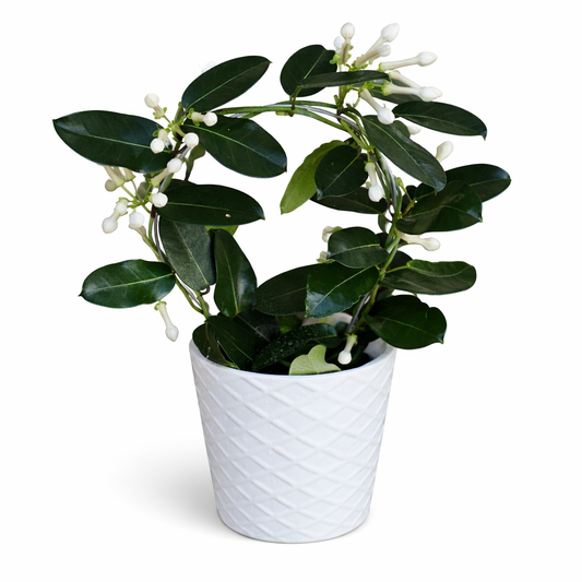 Elegant White Stephanotis Plant – Fragrant Jasmine Vine in Ceramic Pot