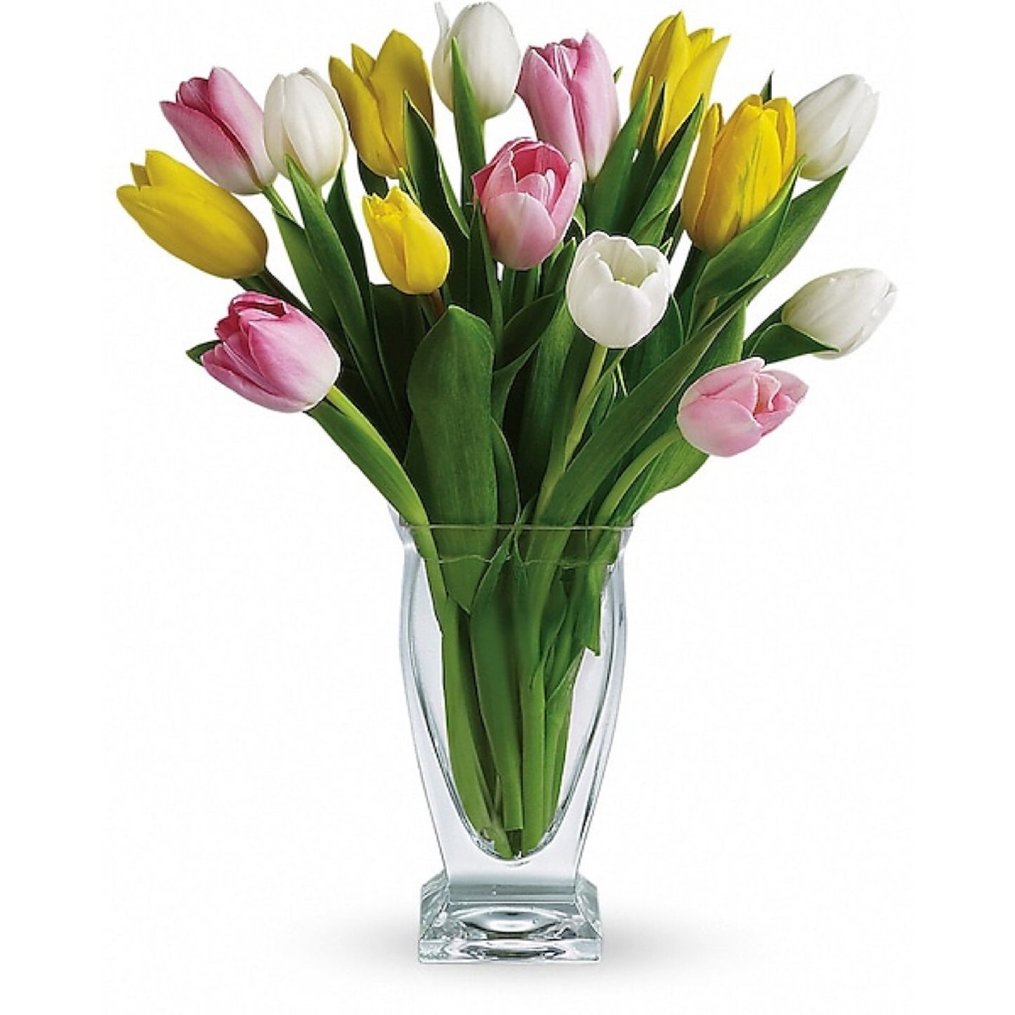 TULIP TREASURE