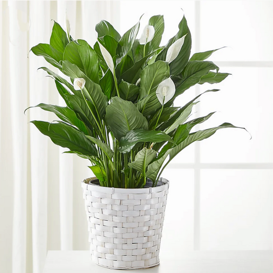 A New Leaf Peace Lily