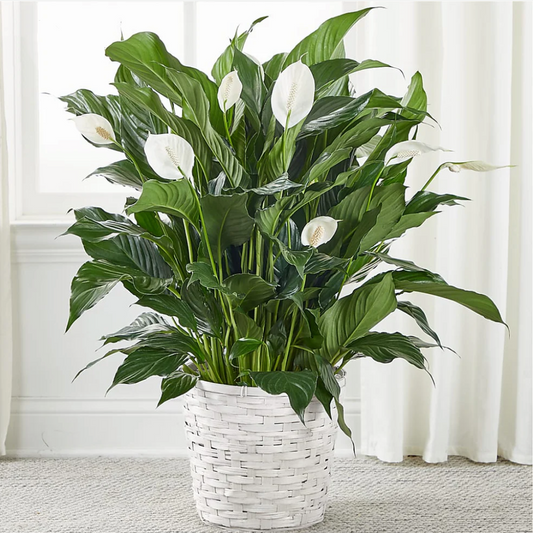 A New Leaf Peace Lily