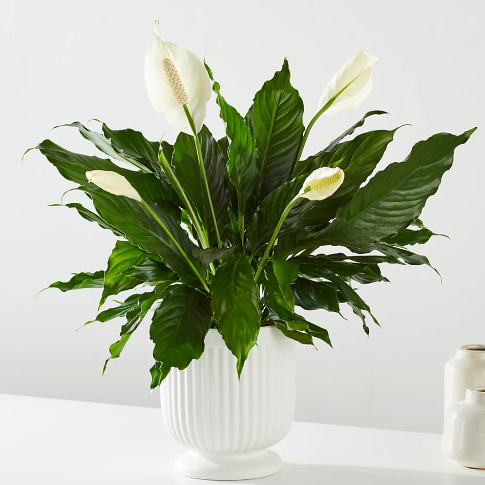 Comfort Planter