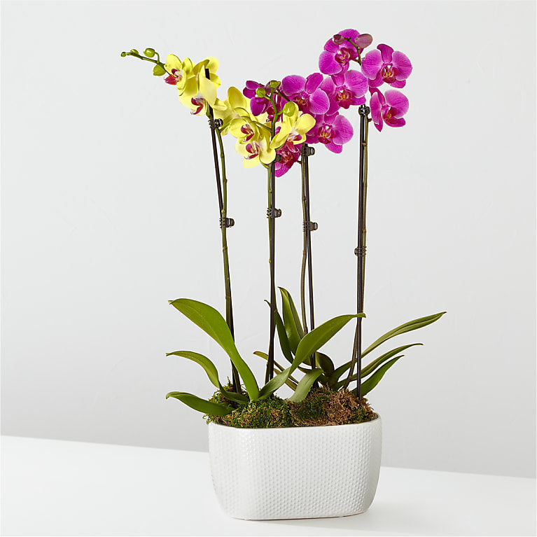 Purple & Yellow Orchid Garden