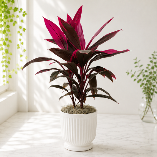 Hawaiian Ti Plant in White Ceramic Pot
