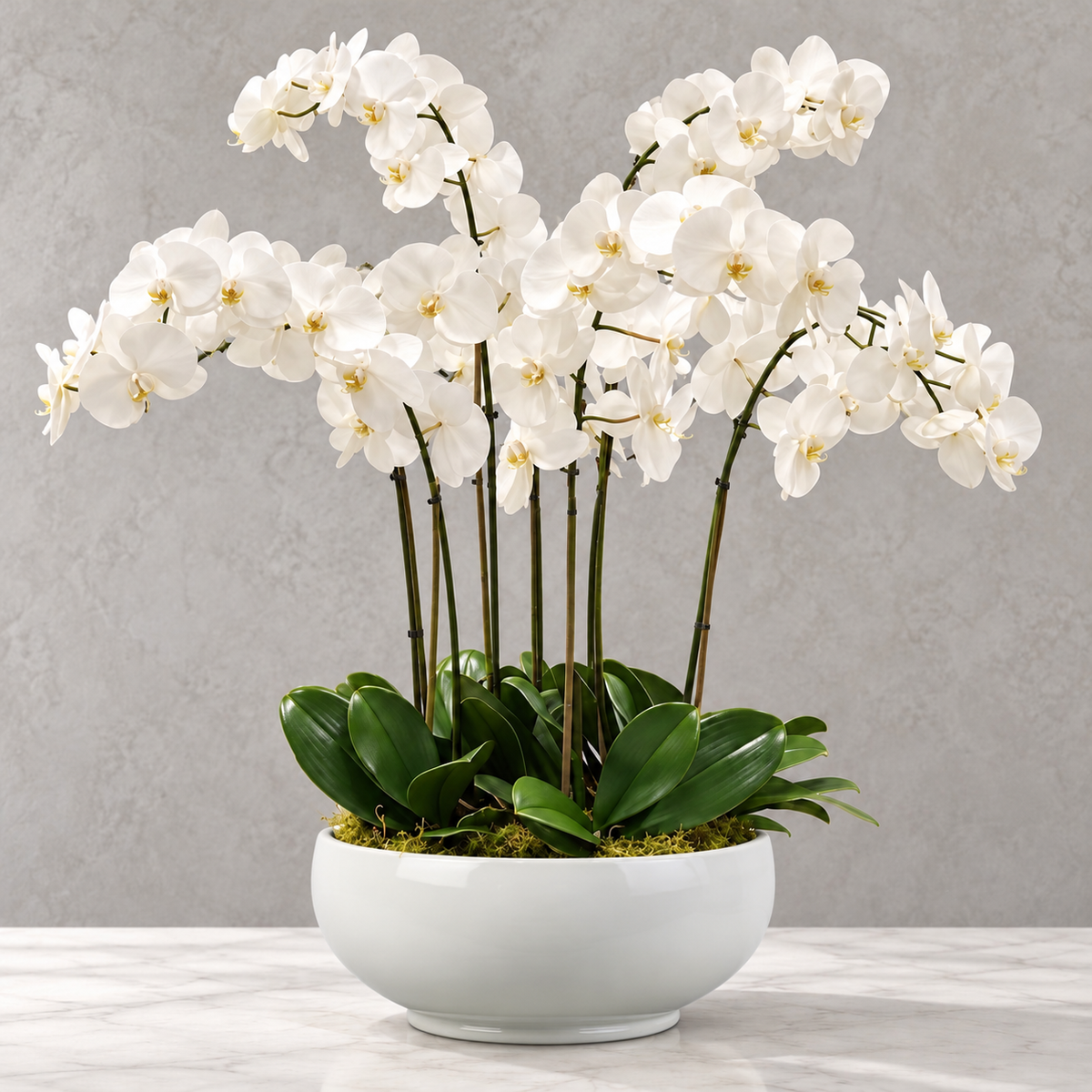 Snowfall Orchid Symphony
