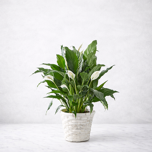 Peace Lily Plant 6” 8”– Sympathy & Get Well Gift