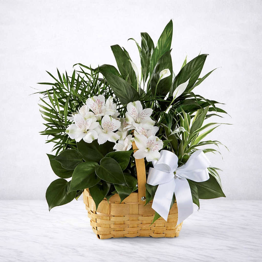 Peace & Serenity Dishgarden – Sympathy Plant Basket