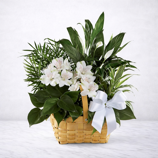 Peace & Serenity Dishgarden – Sympathy Plant Basket