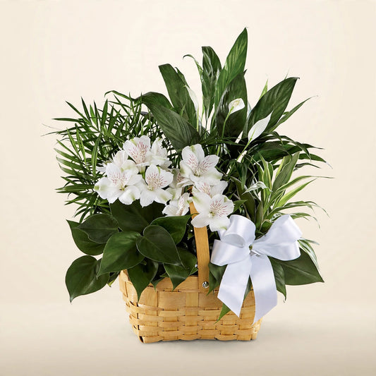 Peace & Serenity Dishgarden sympathy plant basket with green plants, white blooms and a white bow by LaLa Florist, Baldwin Park sympathy flowers